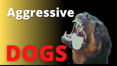 dangerous dogs that can be very aggressive