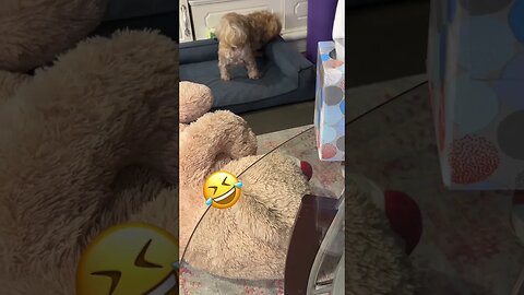 funny pet / cute dog talking/ looking for some thing important.