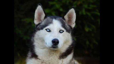 Chien paralysé devant une cheminée