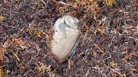 Dead fish washing ashore caused by cold water upwelling, officials say