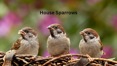 Beautiful House Sparrows
