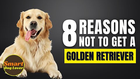 8 Reasons Why You Should Not Get a Golden Retriever | Dog Training Program