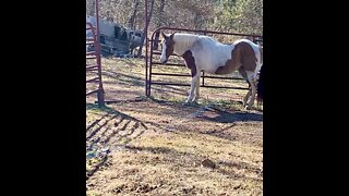 Owner baffles horse by opening gate without going inside fence