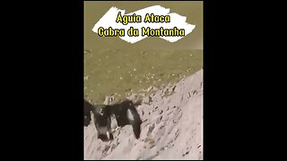 Águia Ataca Cabra Da Montanha #shorts