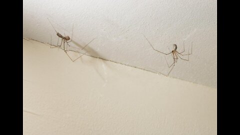 Stručnjak je objasnio na koji način se možete riješiti pauka u svom domu pomoću prirodnih sastojaka