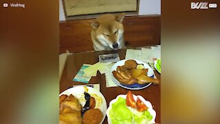 Língua de cão dá tudo para chegar à comida!