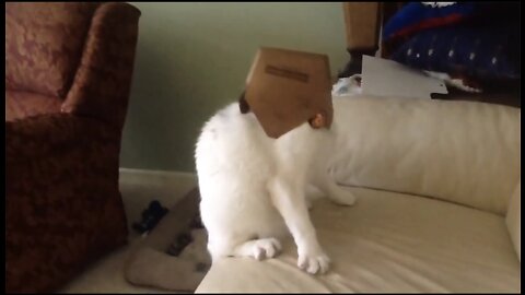 Cute cat 😍 stuck in box funny moment 🤣