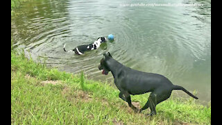 Funny Great Dane Almost Goes Swimming To Fetch His Jolly Ball