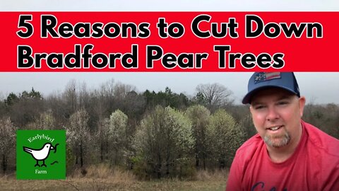 5 Reasons To Cut Down Bradford Pear Trees