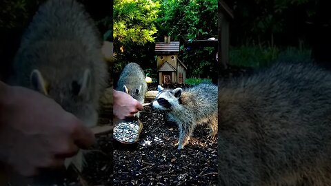 Baby Raccoon Grabs a Cracker #animals #funnyanimals #shorts