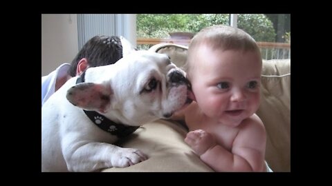 Funny Babies and Animals Video