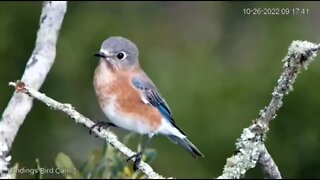 Eastern Bluebird and Northern Mockingbird 🐦10/26/22 09:17