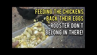 Feeding Chickens Back Their Eggs - Ann's Tiny Life