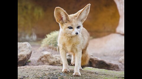 Fennec Fox: Suspiciously Cute Creature