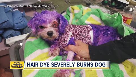 Human hair dye severely burns dog