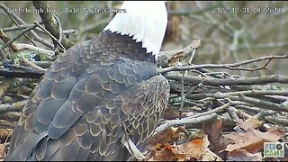Hays Eagles Dad Close up of Wonky Feather and Head 2022 12 31 8:55 AM