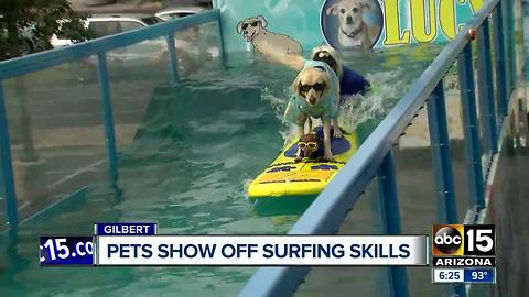 Surfing dogs and cats in Gilbert!