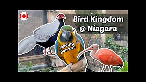 Bird Kingdom walk-through and waving parrot | Niagara | Living in Canada