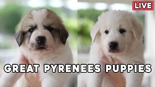 Great Pyrenees Puppy Livestream - Selections have been made & Puppies are named!