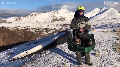 Ces chien font du parapente au dessus de l'Alaska