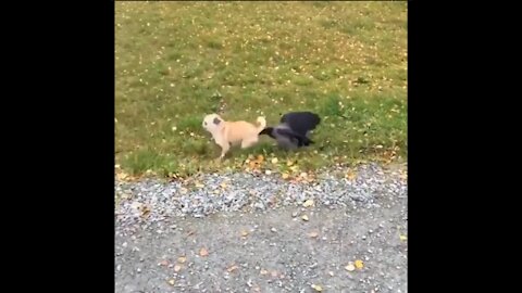 Funny Puppy Poked by a Bird