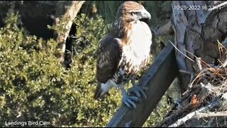 Red Tailed Hawk at The Nest 🌲 10/25/22 16:23