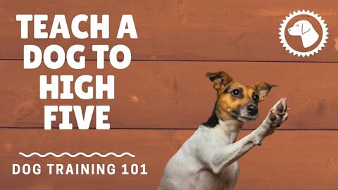 How to Teach a Dog to High Five | DOG TRAINING 🐶 #BrooklynsCorner
