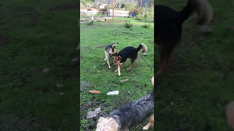 Dog Shepherd Australian Male vs. German | Side-Stepping K9 D.I.Y in 4D