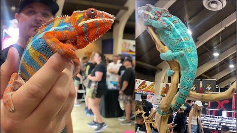 L.A. Pet Fair 2024 Bird Succulent Reptile and Aquarium Super Show