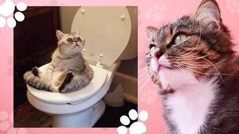 Funny and Cute Cat's Life 👯😺