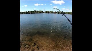 Wild Caught Shad from the Tennessee River