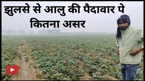 Potato farming aalu ki kheti