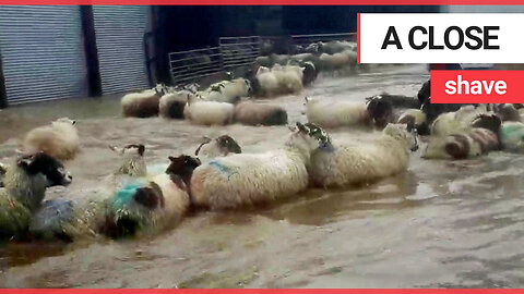 Incredible video shows flock of sheep swimming out of their flooded shed