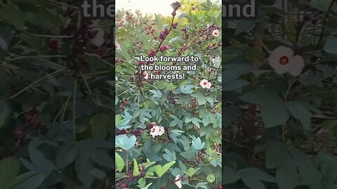 I staked my roselle after a monsoon storm tipped it over