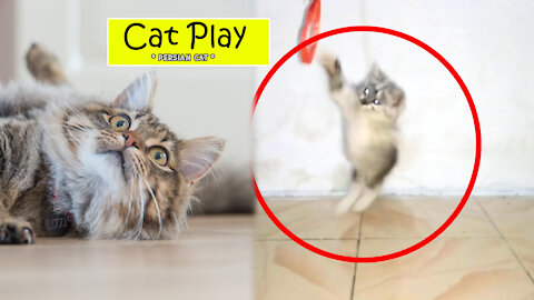 Play With Cat - Part 1