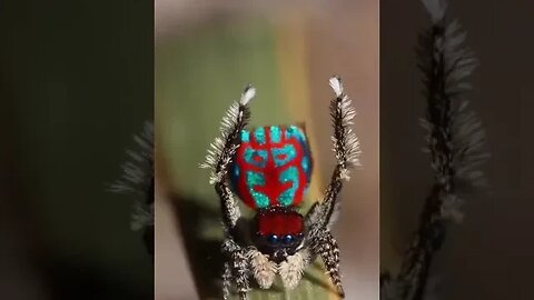 Beutiful litle Spider dance.