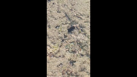 shrimp at neil island beach