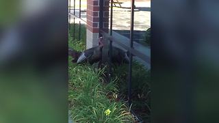 Turkey Casually Knocks On Office Windows