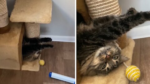 Crazy cat sleeps in totally awkward position