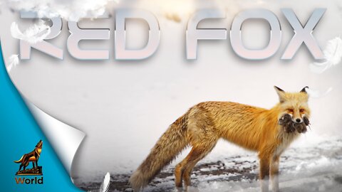 Animals World, wildlife, Red Fox, hunt, species, snow, cute, funny, forest, jungle, wild, nature VS