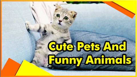 Cute and funny animals #01 | 2021