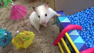 Amazing Pet Hamster Maze with Pool and Shark