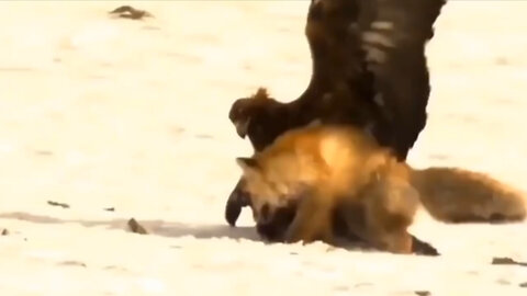 Top 7 Lion vs Hunting Animals Moments - Cought on camera - Predator attack.mp4