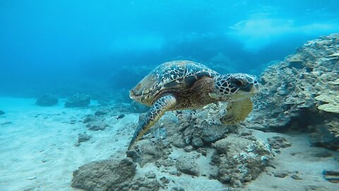 Honu passing by
