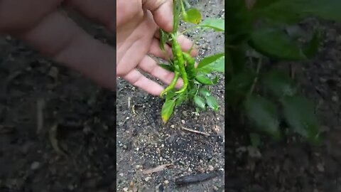 tying up tomatoes. Schooling by Steve.