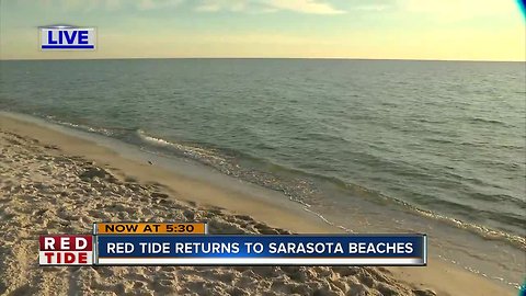Red tide present on Sarasota County beaches