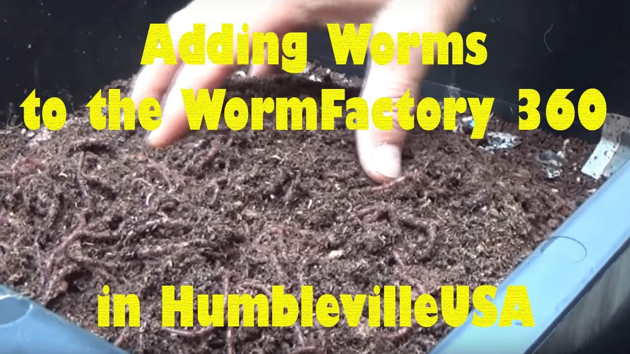 (worm castings) Adding Worms to the Worm Factory 360