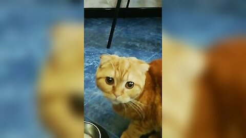 Vegan Scottish Fold cat eats a cucumber