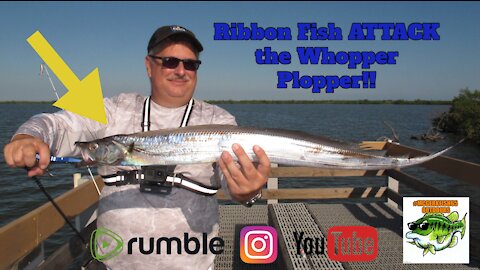 Ribbon Fish ATTACKS the Whopper Plopper!!