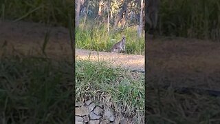 A Kangaroo in the paddock today